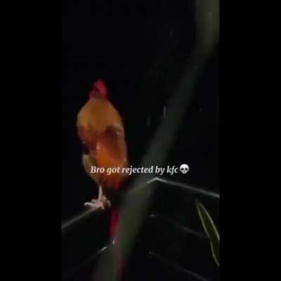 The Chicken of Dojima