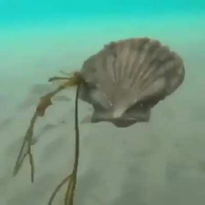 🔥 This is how scallops swim