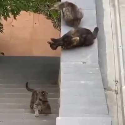 Tiny criminal gets saved by friends