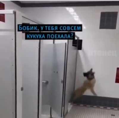 Очень любит хозяина.