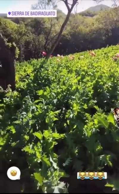 Sinaloa cartel poppy plantation en badiraguato