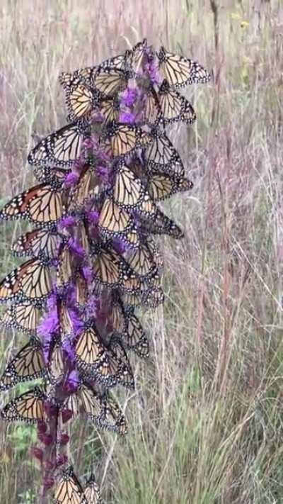 🔥 This is what monarch butterflies feeding frenzy looks like