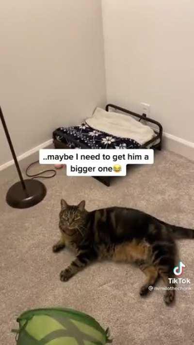 Milo have better life than me