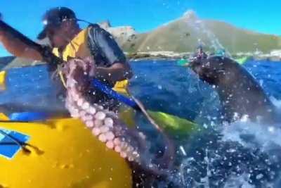 Seal slaps kayaker in the face with an octopus