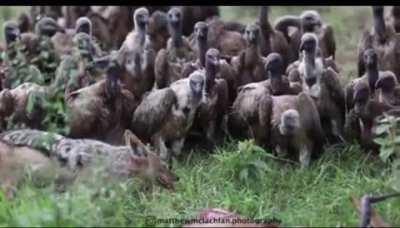 Waiting on AMD 70 gap fill