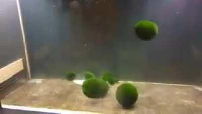 goobabs (natural moss around glaggleland)