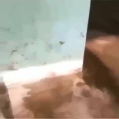 Least racist cat owner in india