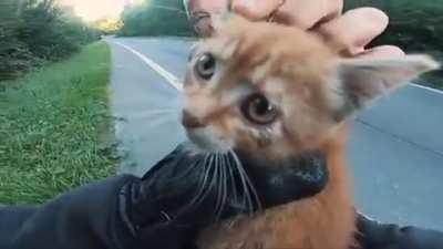 Scared cat laying in the middle of the road rescued by two amazing french people