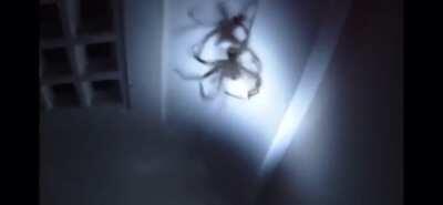 Ah yes get close to a giant spider totally great idea