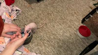 My awesome rat Feta is learning to play basketball!