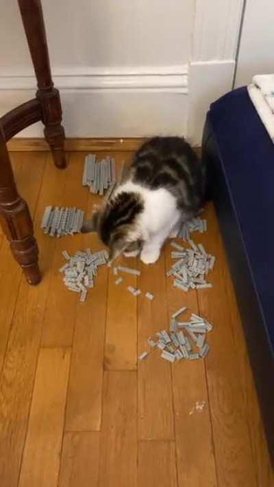 My human recommended me to post here. He is believes I’m a very organized cat and I should get profit from that. I want to purrrsue the dream to be an independent business cat. Do I need any purrrmit to create a company? Miau miau