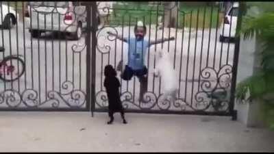 Sardar boy dancing for dogs posted in r/India