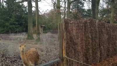 My dad just wanted to feed it :(