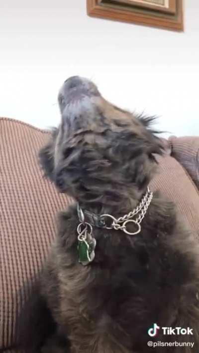 The tiniest of awoo’s