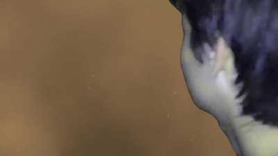 *Dark Souls Basilisks Exist*