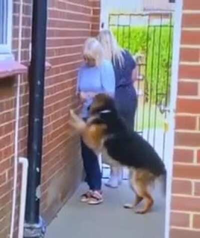Dog appears to walk through wall for a split second