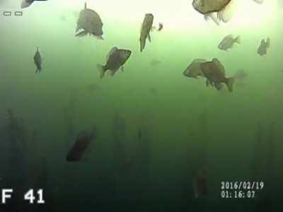 Northern Pike sneaks up on a Bluegill