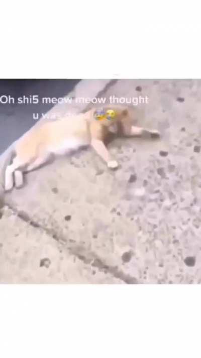 This is the funniest and heartwarming thing out there 😭😂😂