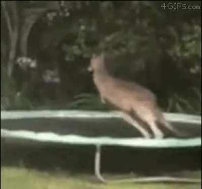 This kangaroo momentarily forgot that it already has a built in trampoline.