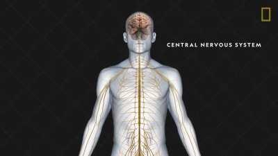 The earliest known alcoholic beverage dates back to about 9,000 years ago. Find out which civilizations produced the first beers, wines, and spirits; the chemistry behind alcohol's mind-altering effects; and the surprising ways alcohol has influenced cult