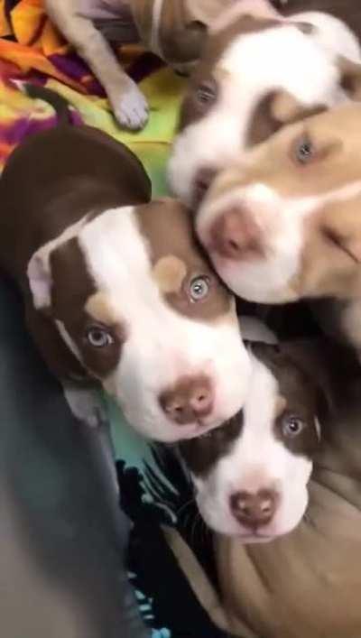 A cart full of puppies.