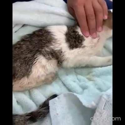 This little stray got into one of the tiger enclosures and was caught by the tigers . she’s doing well now and won’t be a little stray anymore