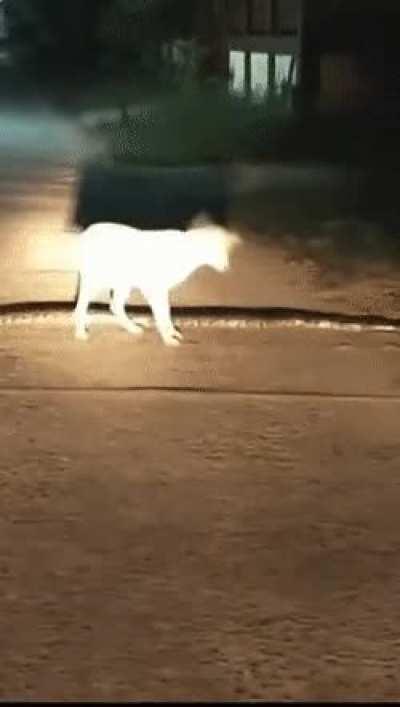 A casual stroll down the road...