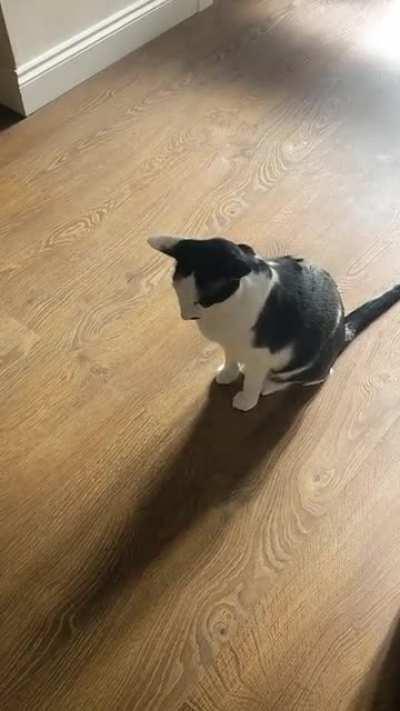 Noisy Boi is unhappy that my lap is not currently available for sits. He also wouldn't mind if someone provided second breakfast.