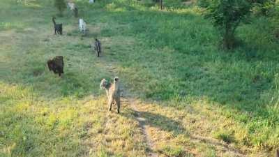 The biggest cat sanctuary in Romania +300 cats