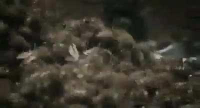 I hope this hasn’t been posted before. A hornet kills a honey bee, so the others mob him and generate enough heat to cook him alive.