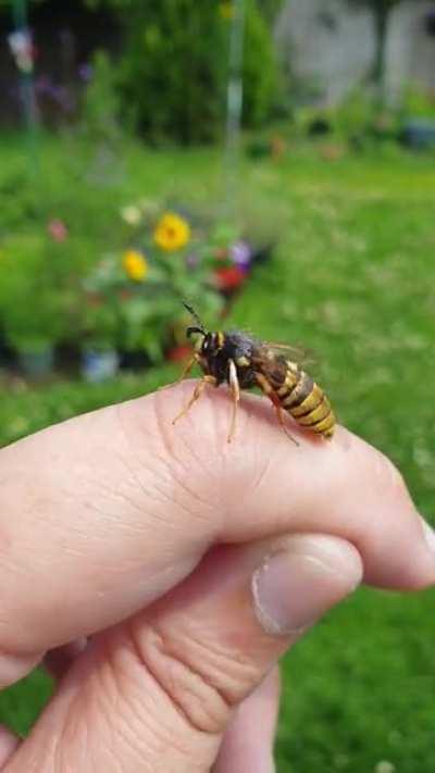 Lunar Hornet moth revving the engines before take off.