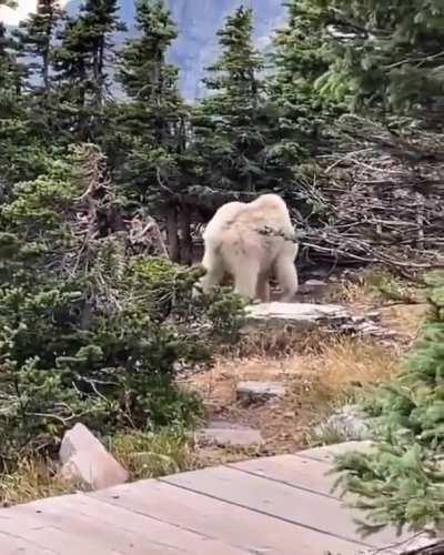 Absolute unit of a goat