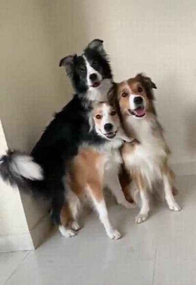 One of these dogs likes posing slightly more than the others
