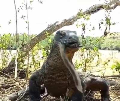 Thanks, I hate Komodo Dragons