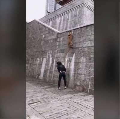 Dog climbs walls