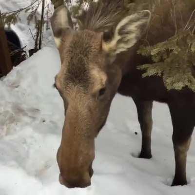 Plumps the cat greets his best friend Lovey the Moose