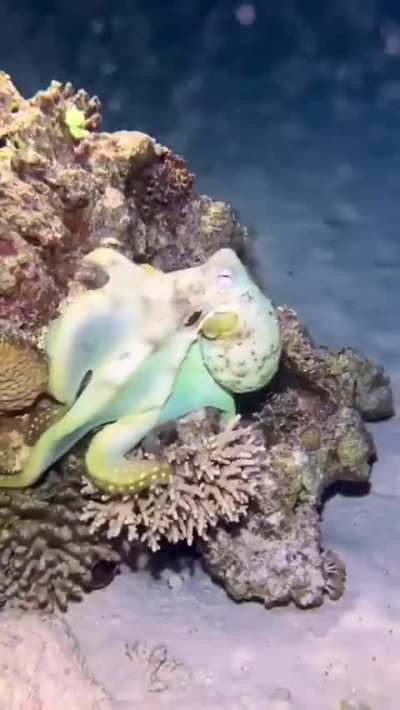Octopuses really have super powers, why is everyone casual about it?