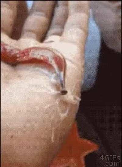 Fuck gender. Im a worm now. No more dysphoria, just dirt. Just wiggle wiggle and die. Pronouns are shit smh.