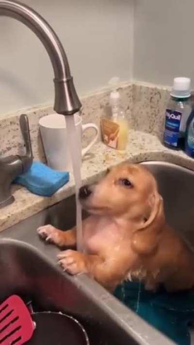 Self Rinsing Dog