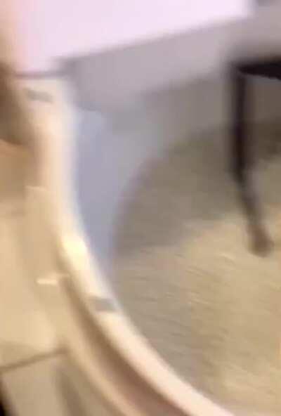 Brand new automatic litter box