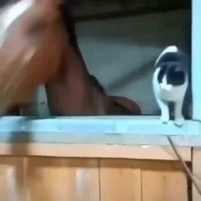 Wholesome cat plays with horse
