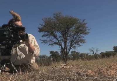 Meerkat uses cameraman's head as a vantage point to scan the area