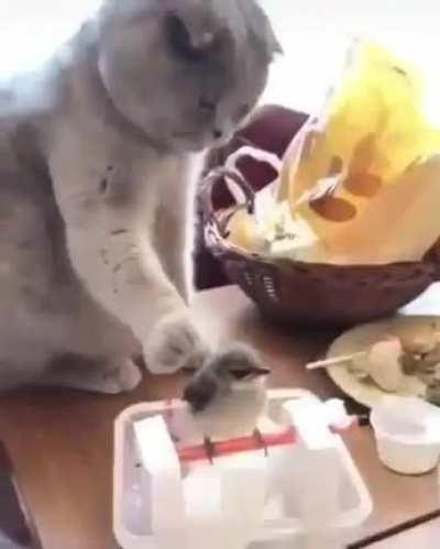 Very Gentle Bird Touch