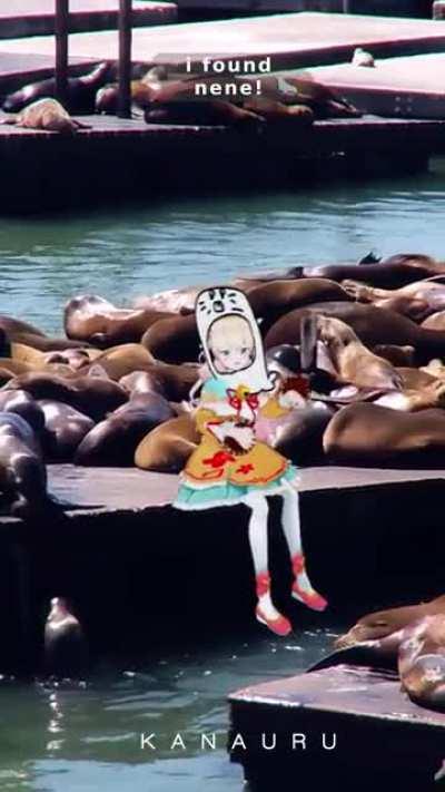 what? Miko finds seal Nene in San Francisco!