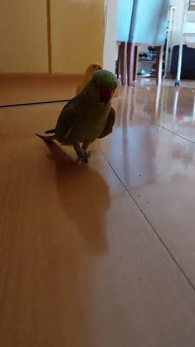 Milo can't party, his girlfriend is very jealous