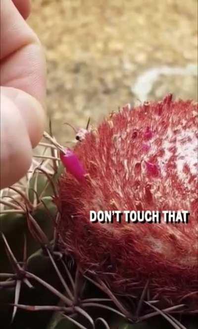 Confronting a cactus fruit thief