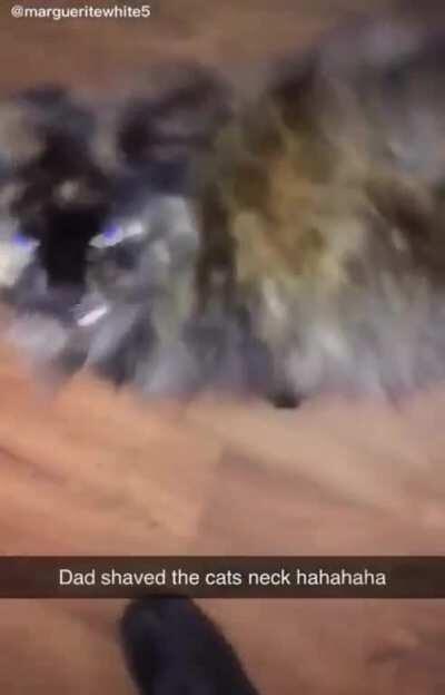 Thanks i hate a shaved cats neck