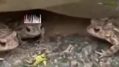 Just some lovely frogs