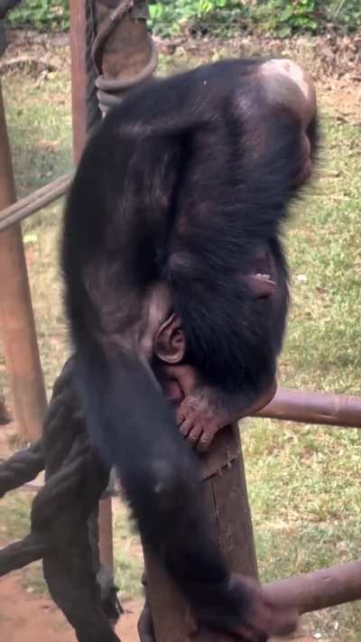 Chimpanzee monkeying about on the jungle gym at Tacugama Sanctuary in Sierra Leone