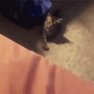 My human is trying to get me to jump on a couch in order to receive attention, I fell they should come down to my level in order to do so; how can we resolve this outside of court?